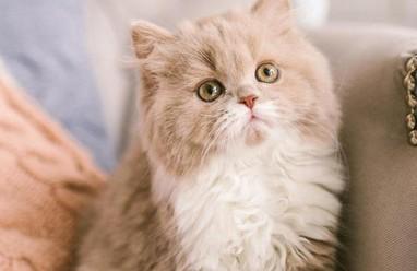 猫拉稀什么颜色是猫瘟-图1