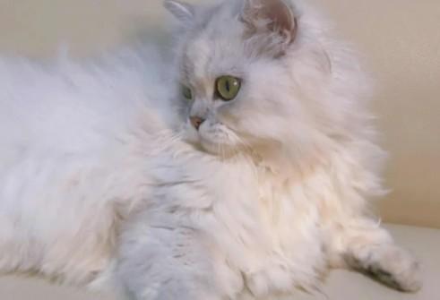 猫拉稀吃什么药管用-图1