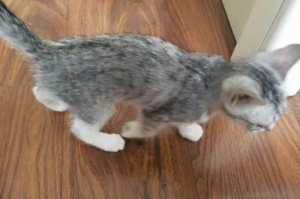 猫老是弓着腰是怎么回事-图1