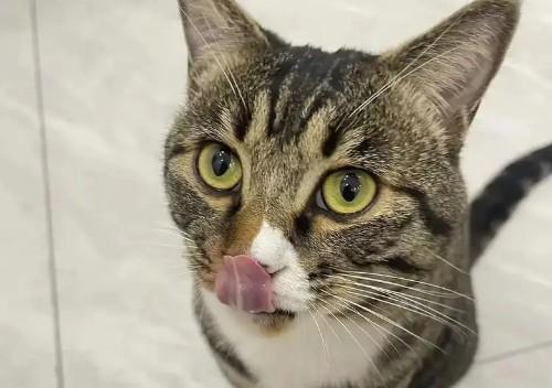 猫老打喷嚏是咋回事-图1