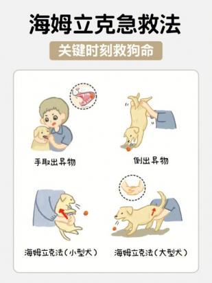 狗狗误食异物的处理方法-图1