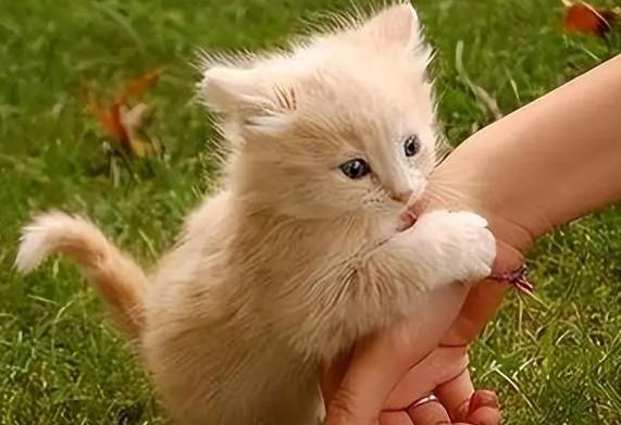 猫老舔主人的胳膊怎么回事-图1