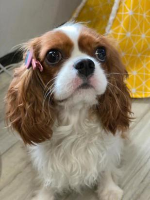 300元的查理王小猎犬是真的吗-图1