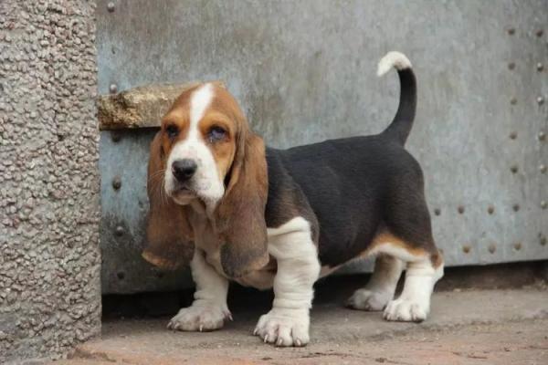 2000元的巴吉度犬是真的吗-图1