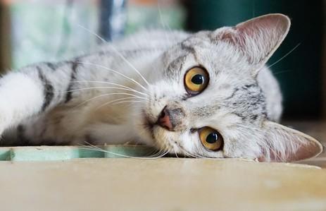 猫拉稀绿色的便便-图1