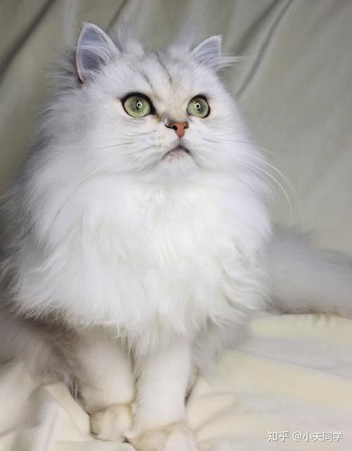 400元的英国长毛猫是真的吗-图1