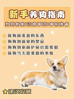 新狗到家需要注意什么-图1
