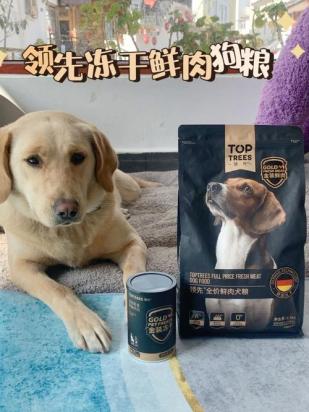 狗狗肝炎和狗粮有关系吗-图1