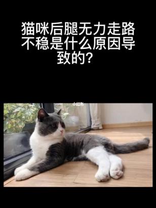 猫咪后腿无力站不起来怎么回事-图1