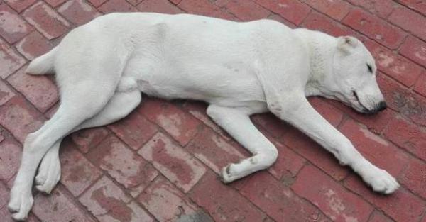 老年犬站不起来怎么办-图1