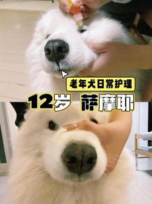 老年犬突然不吃不喝是怎么回事-图1