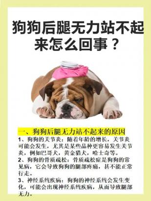 狗一直抽搐站不起来是什么病-图1