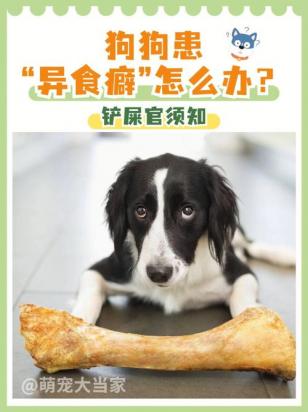 狗狗异食癖的症状表现-图1