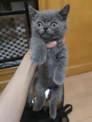 400元的英短蓝猫是真的吗