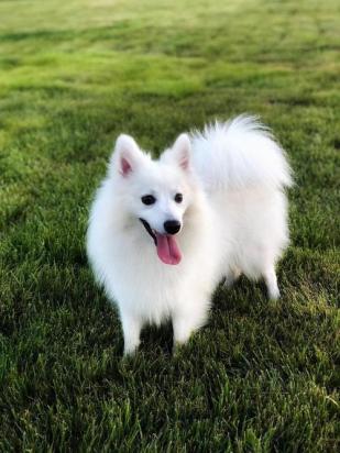 3个月的银狐犬好养活吗-图1