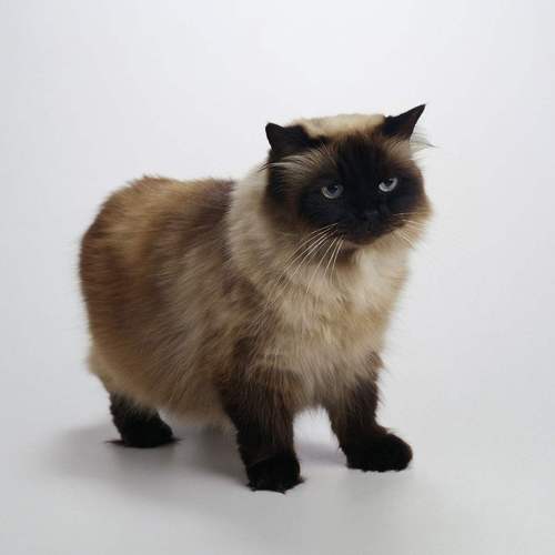 400元的喜马拉雅猫是真的吗-图1