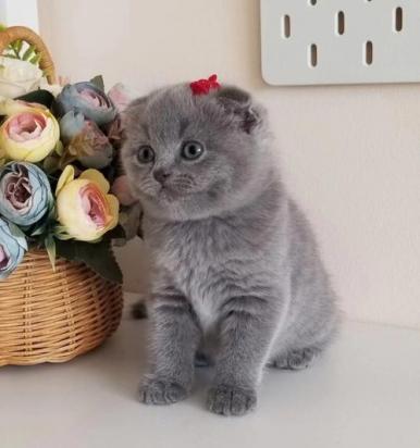 400元的苏格兰折耳猫是真的吗-图1