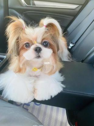 400元的西施犬是真的吗-图1