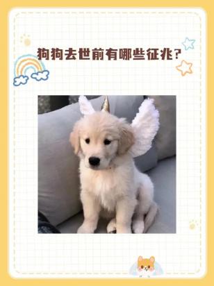 狗狗断气前的征兆有哪些-图1
