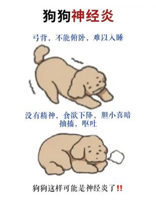 狗狗抽搐还能活多久-图1