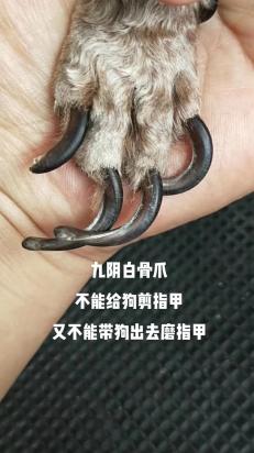 狗狗指甲长了有什么影响