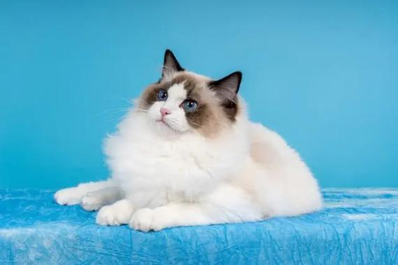 400元的布偶猫是真的吗