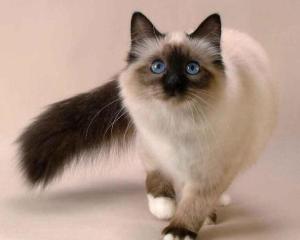 400元的巴厘猫是真的吗-图1