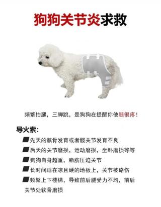 狗狗缺钙腿瘸怎么治疗-图1