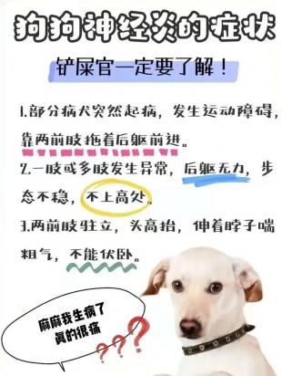 狗狗神经炎是什么原因引起的-图1
