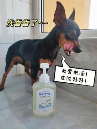 洗洁精可以代替狗狗沐浴露吗-图1