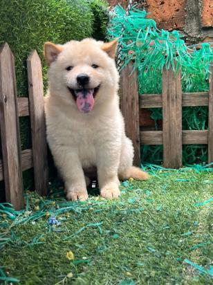 土狗幼犬最明显的特征-图1