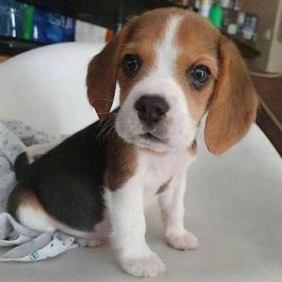 300元的比格犬是真的吗-图1
