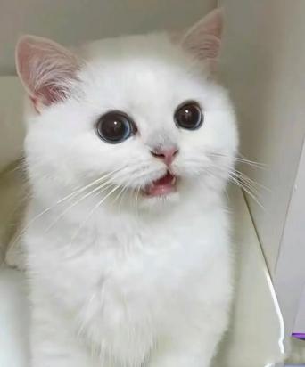3个月银点猫的食谱-图1