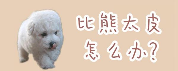 比熊太皮怎么办-图1