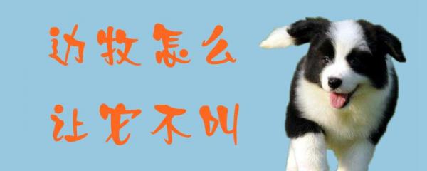 边牧怎么让它不叫-图1