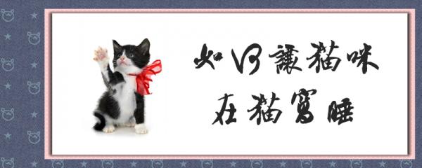如何让猫咪在猫窝睡-图1