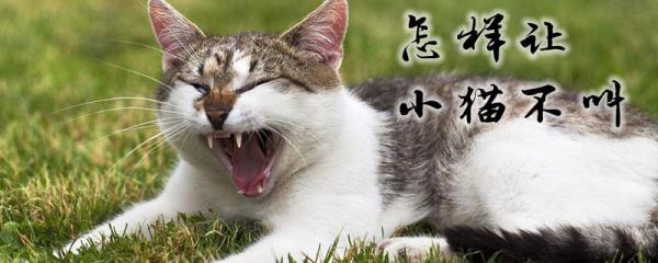 怎样让小猫不叫