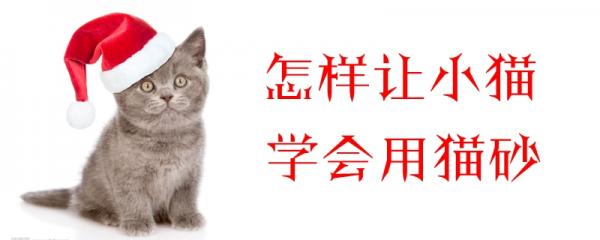 怎样让小猫学会用猫砂