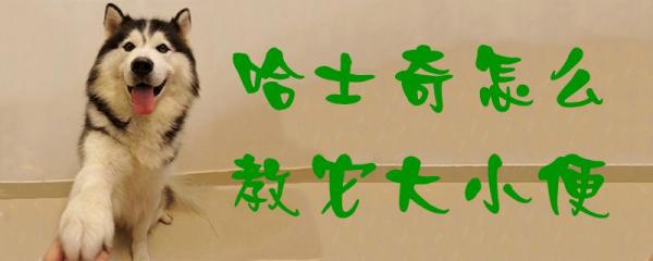 哈士奇怎么教它大小便