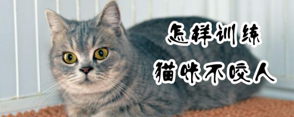 怎样训练猫咪不咬人-图1