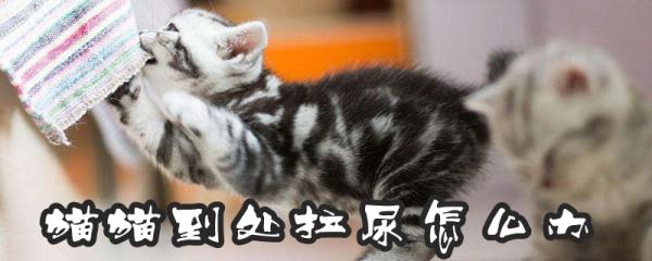 猫猫到处拉尿怎么办-图1