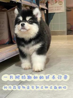阿拉斯加太闹腾怎么办-图1