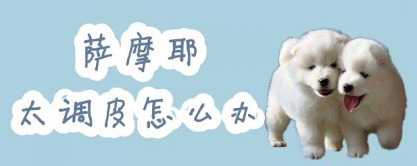 萨摩耶太调皮怎么办-图1