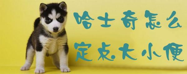 哈士奇怎么定点大小便-图1