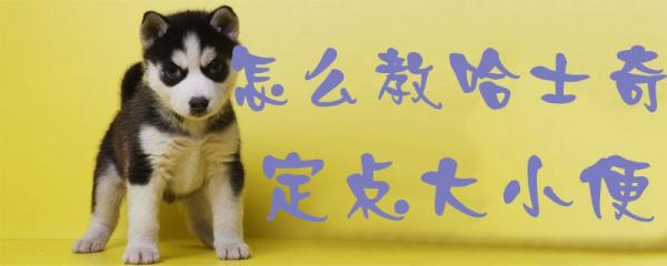 怎么教哈士奇定点大小便-图1