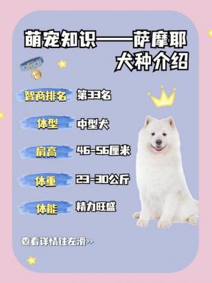 萨摩耶很调皮怎么办-图1