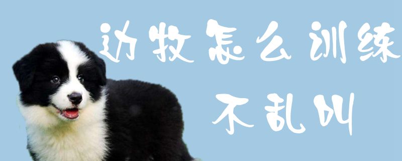 边牧怎么训练不乱叫-图1