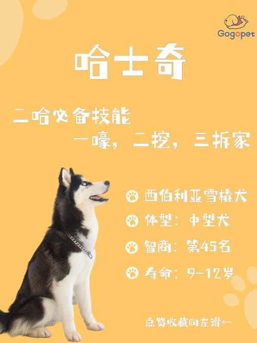 怎么让哈士奇认可主人-图1
