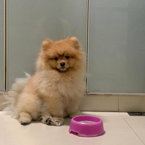 怎么让博美不叫