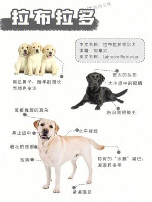 拉布拉多最佳训练期是什么时候-图1